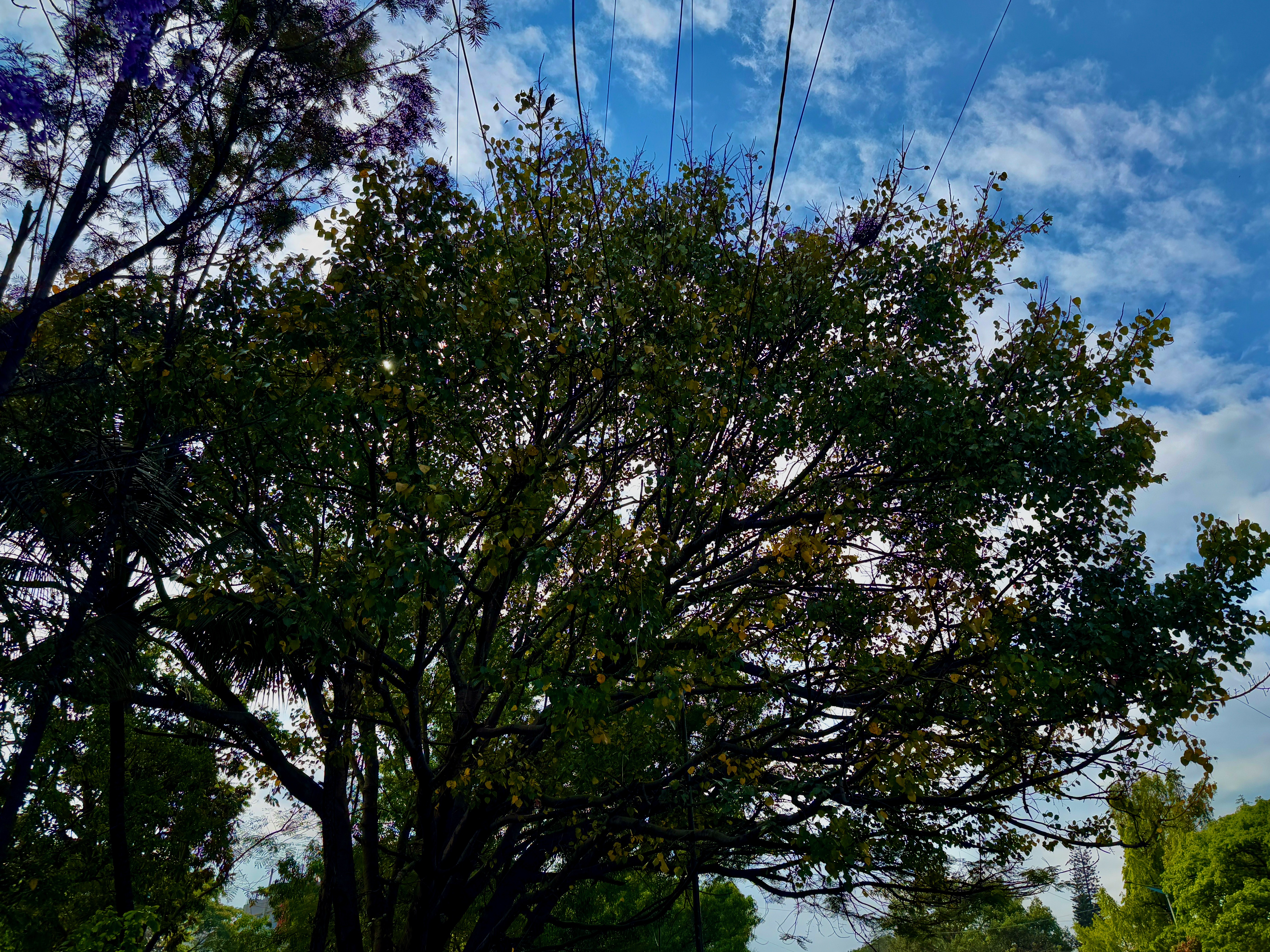 IMG_8852.jpeg