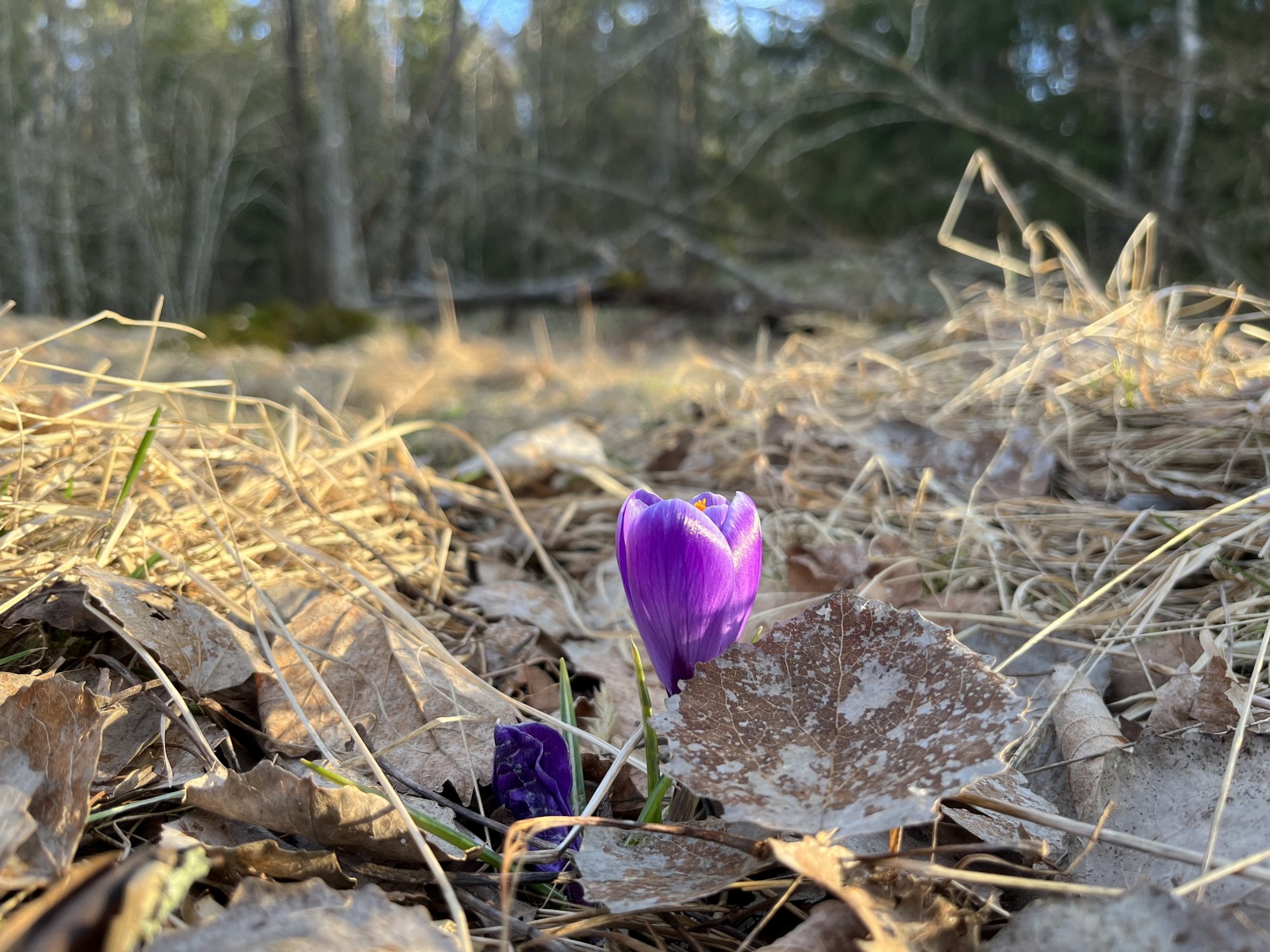 IMG_9389.jpeg
