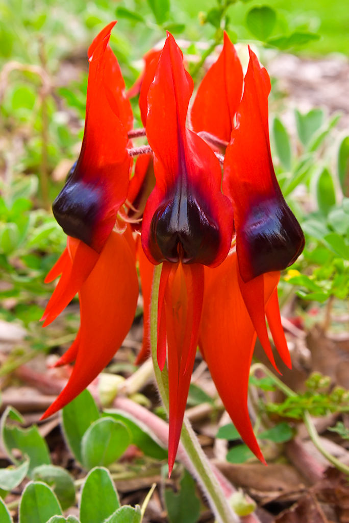 IMGP3958_Sturts_Desert_Pea.jpg