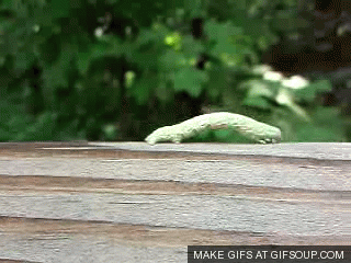 inchworm-thoughts-o.gif