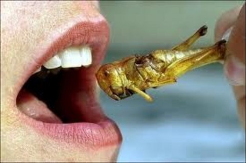 Insect-protein-similar-to-conventional-meat_medium_vga.jpg