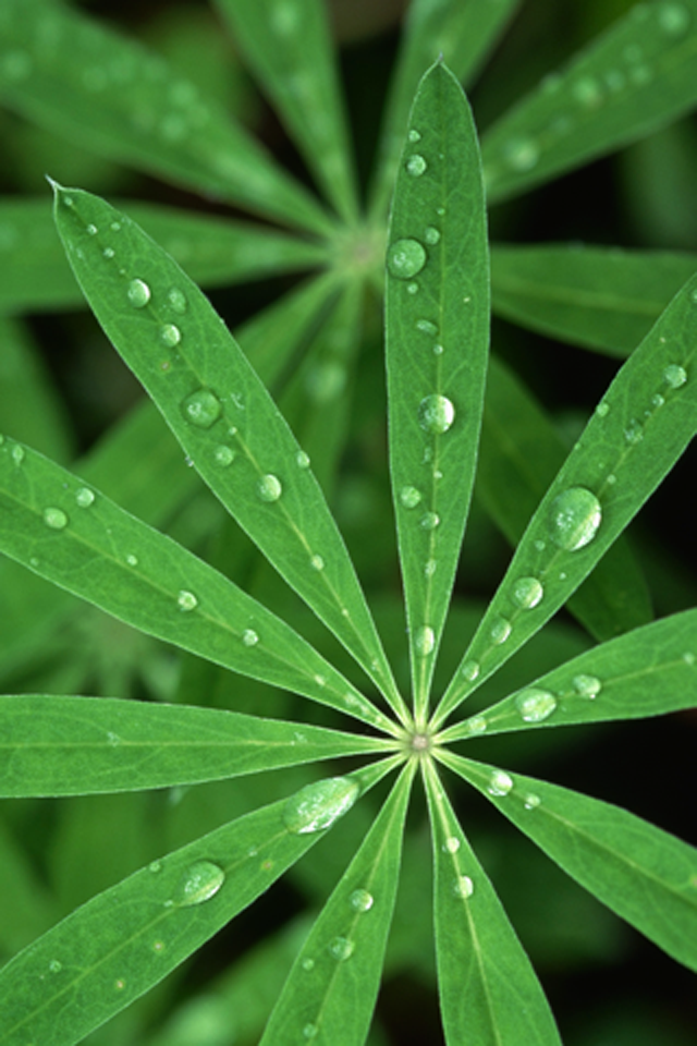 ios-leaf.png