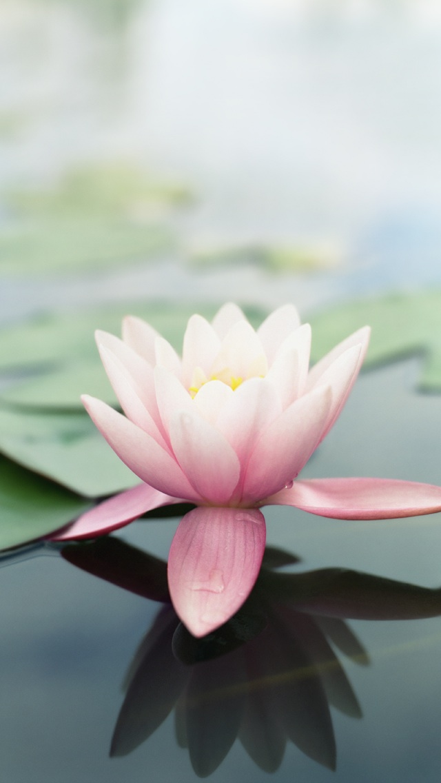 iOS6_Wallpaper_Droidviews_27.jpeg