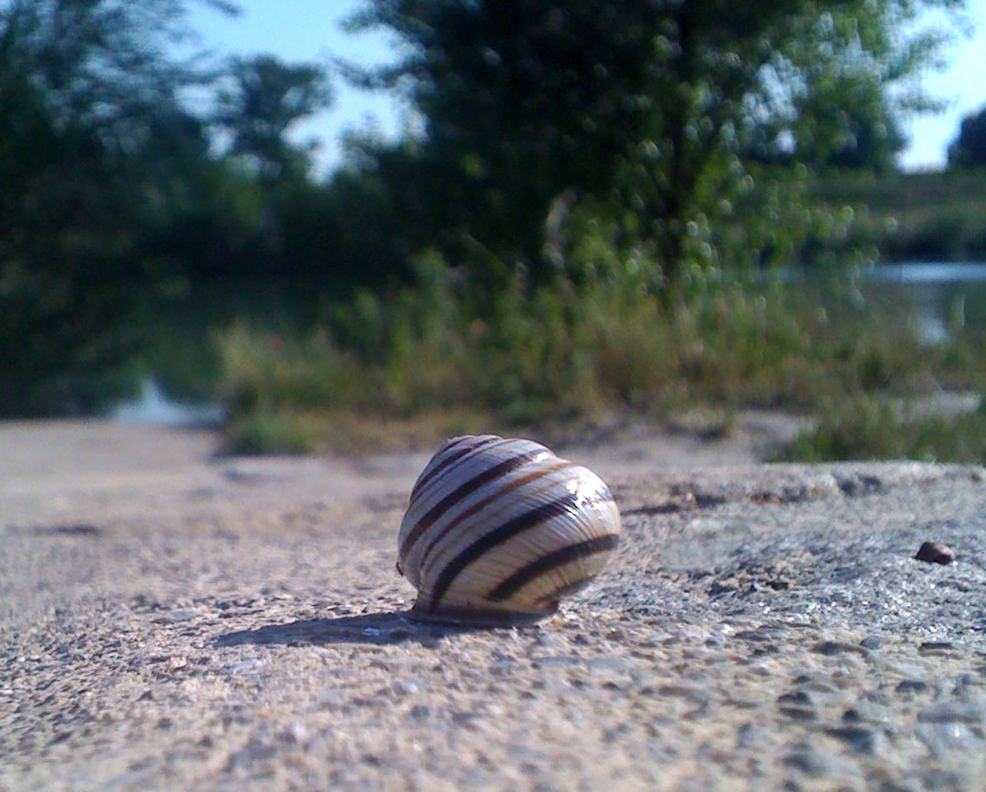 iP_closeup_snail.jpg