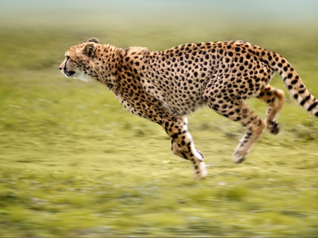 ipad_home_cheetah_2048x1536.jpg
