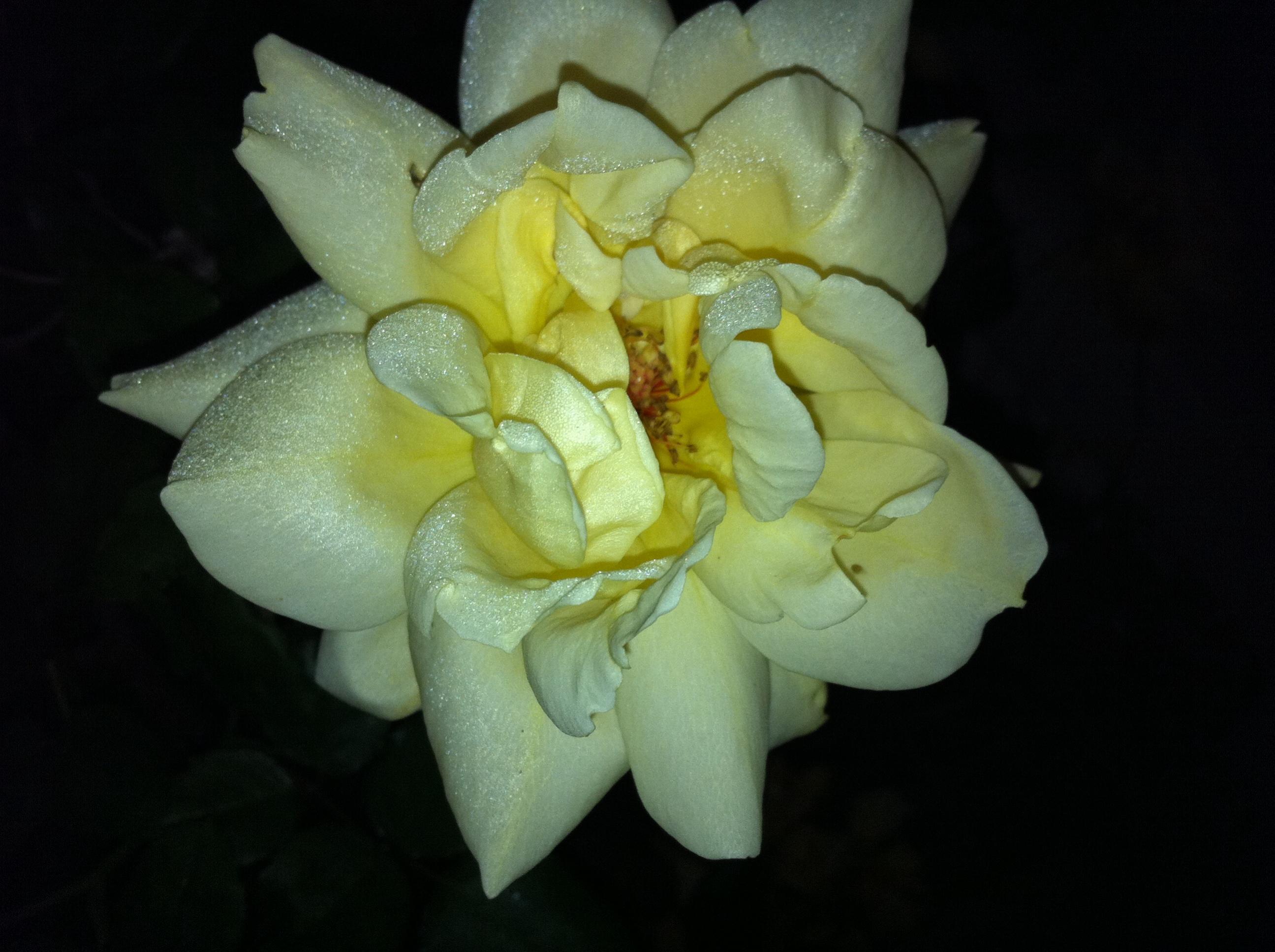 iPhone 4 pictures 068.jpg