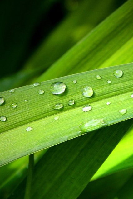 iphone-grass-wp.jpg