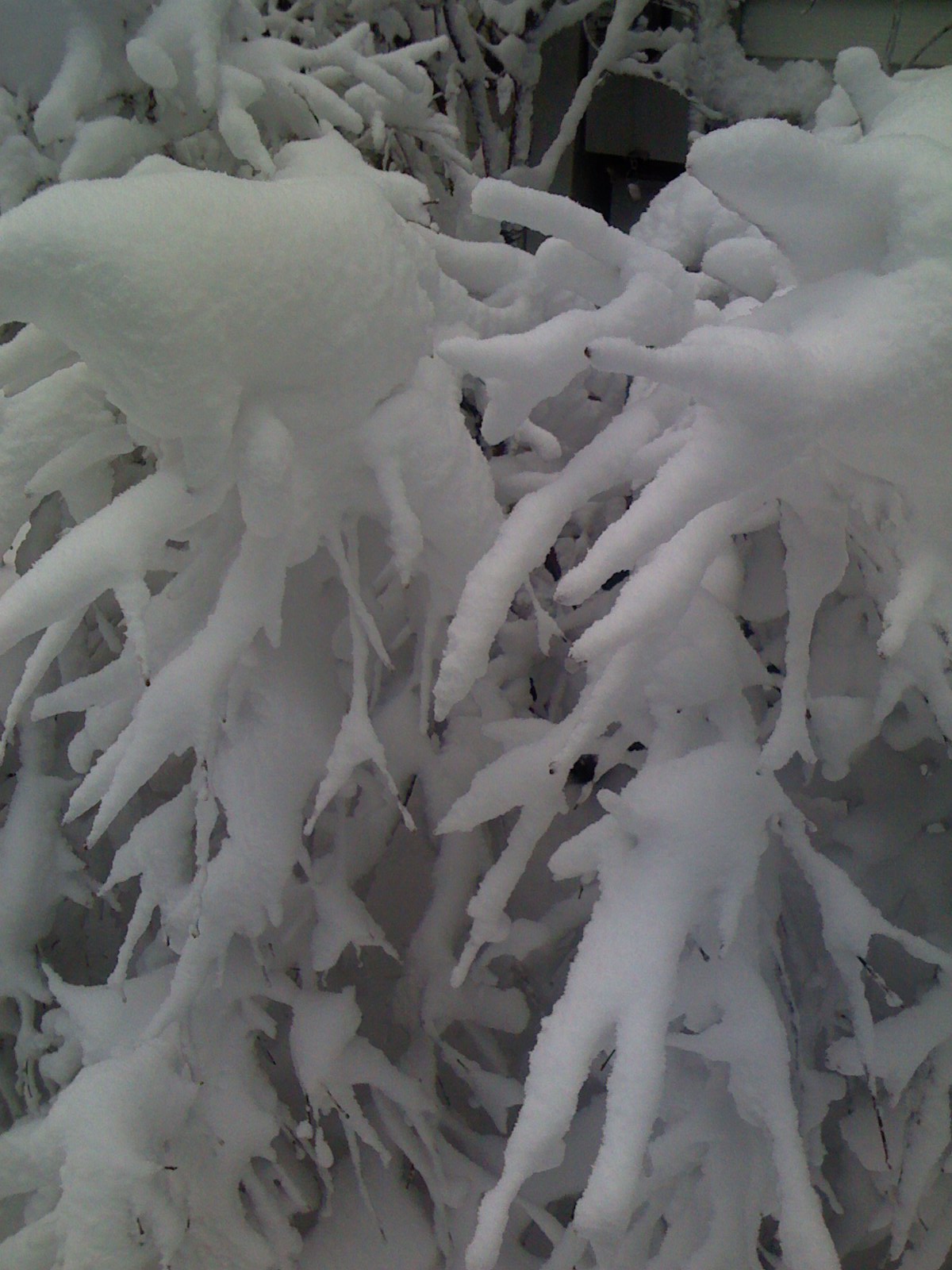 iPhone pics 003.jpg