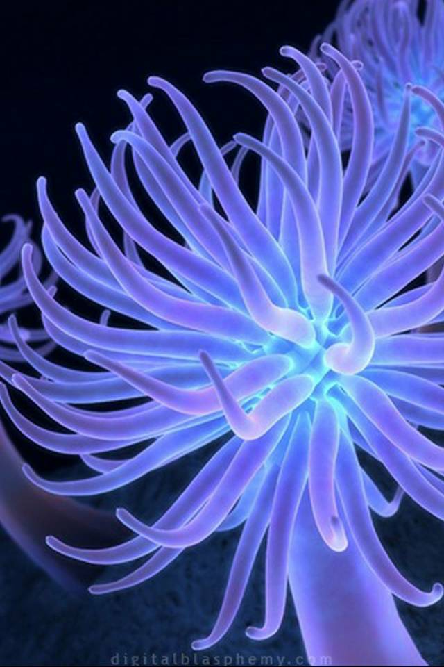 iphone wallpaper 061.jpg