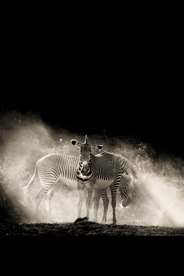 iphone-zebras.jpg