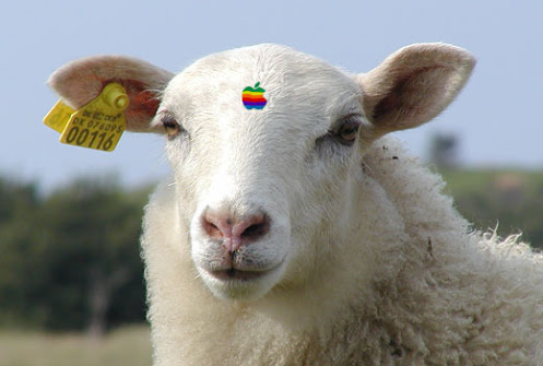 isheep.jpeg