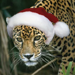 jaguar_tar1.png