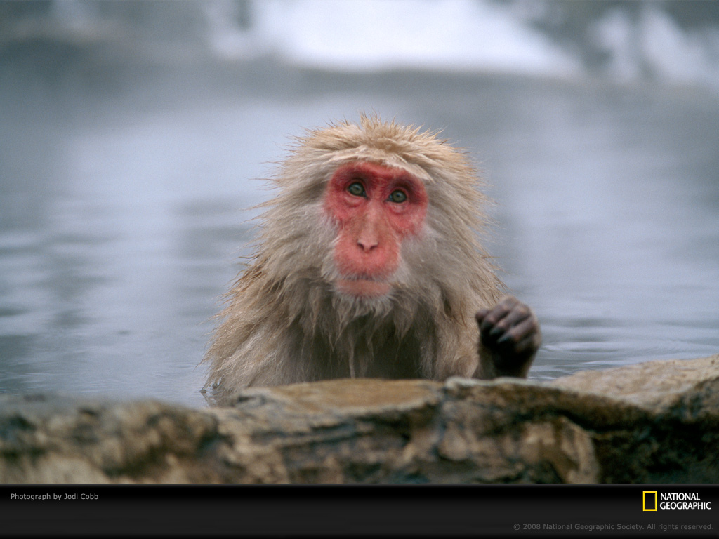 japanese-macaque-cobb-406529-lw.jpg