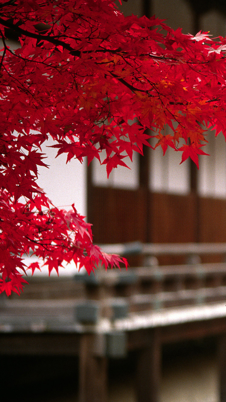 Japanese Maple 01.jpg