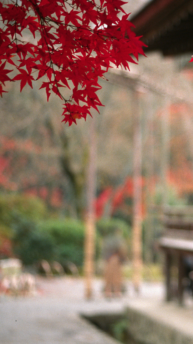 Japanese Maple 02.jpg