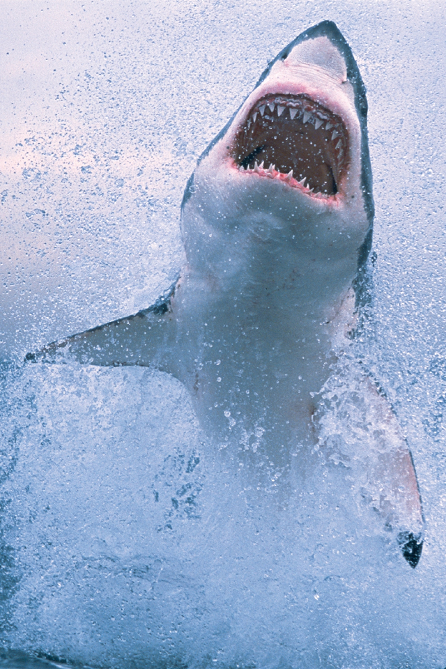 jaws.jpg