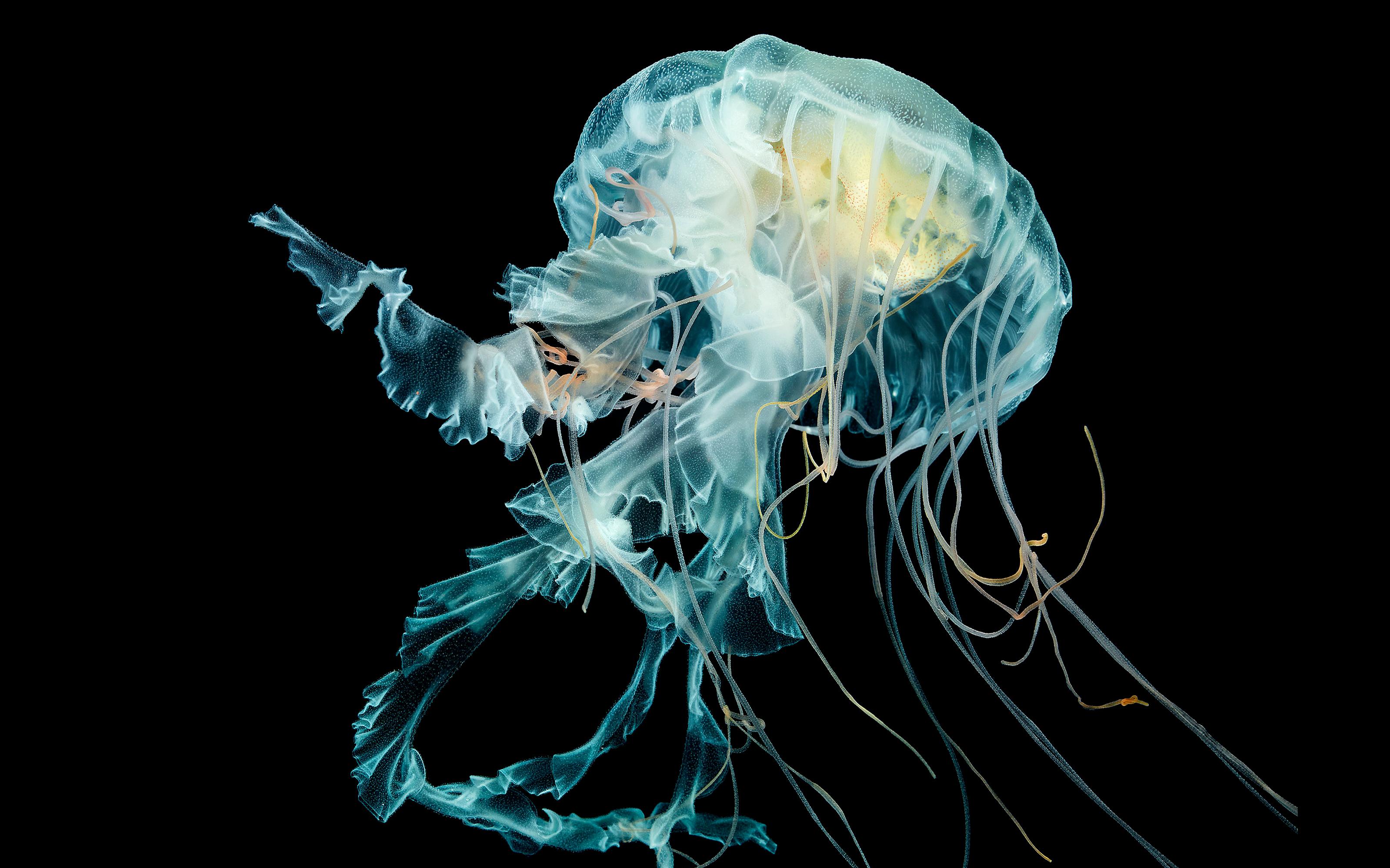 Jellyfish ;).jpg