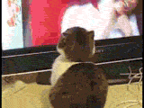 jjv9dj.gif