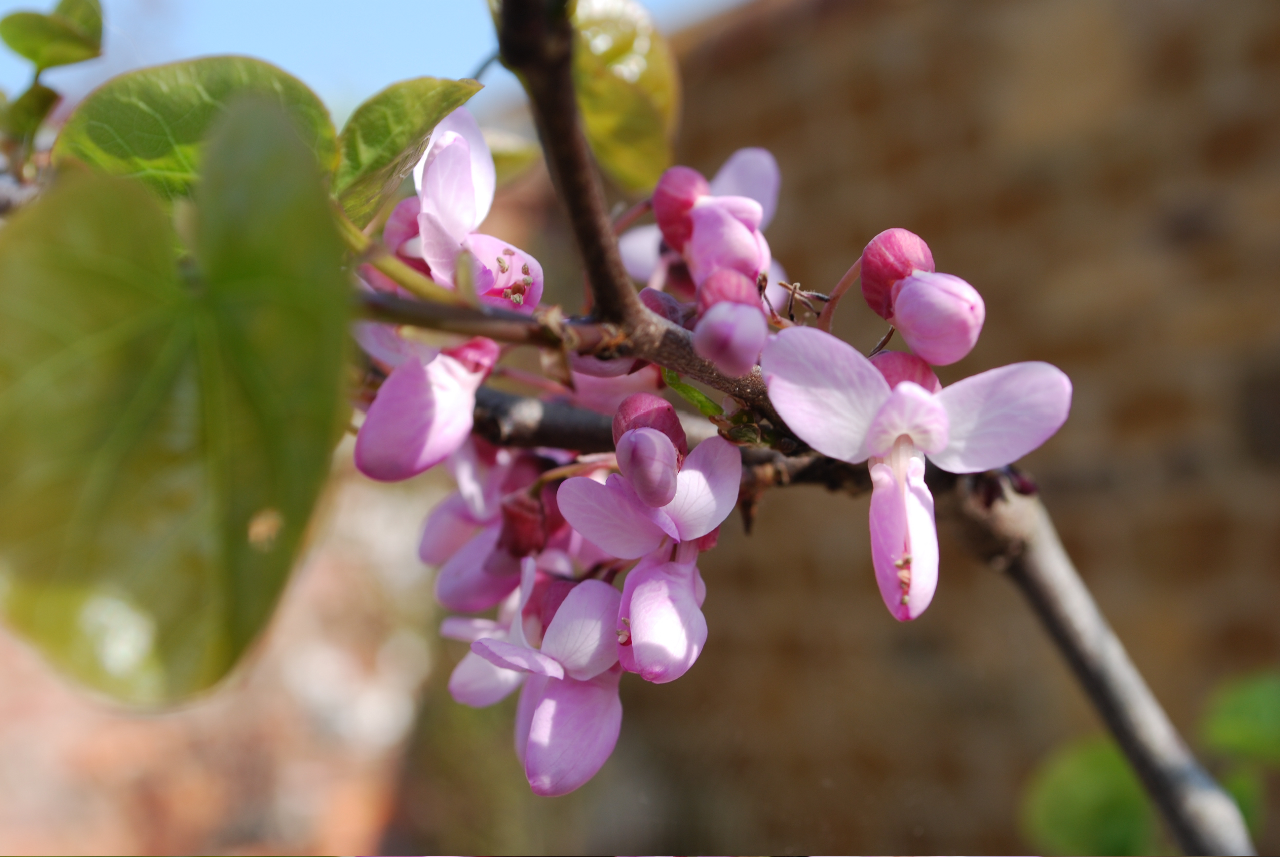 judas tree blossom.jpg
