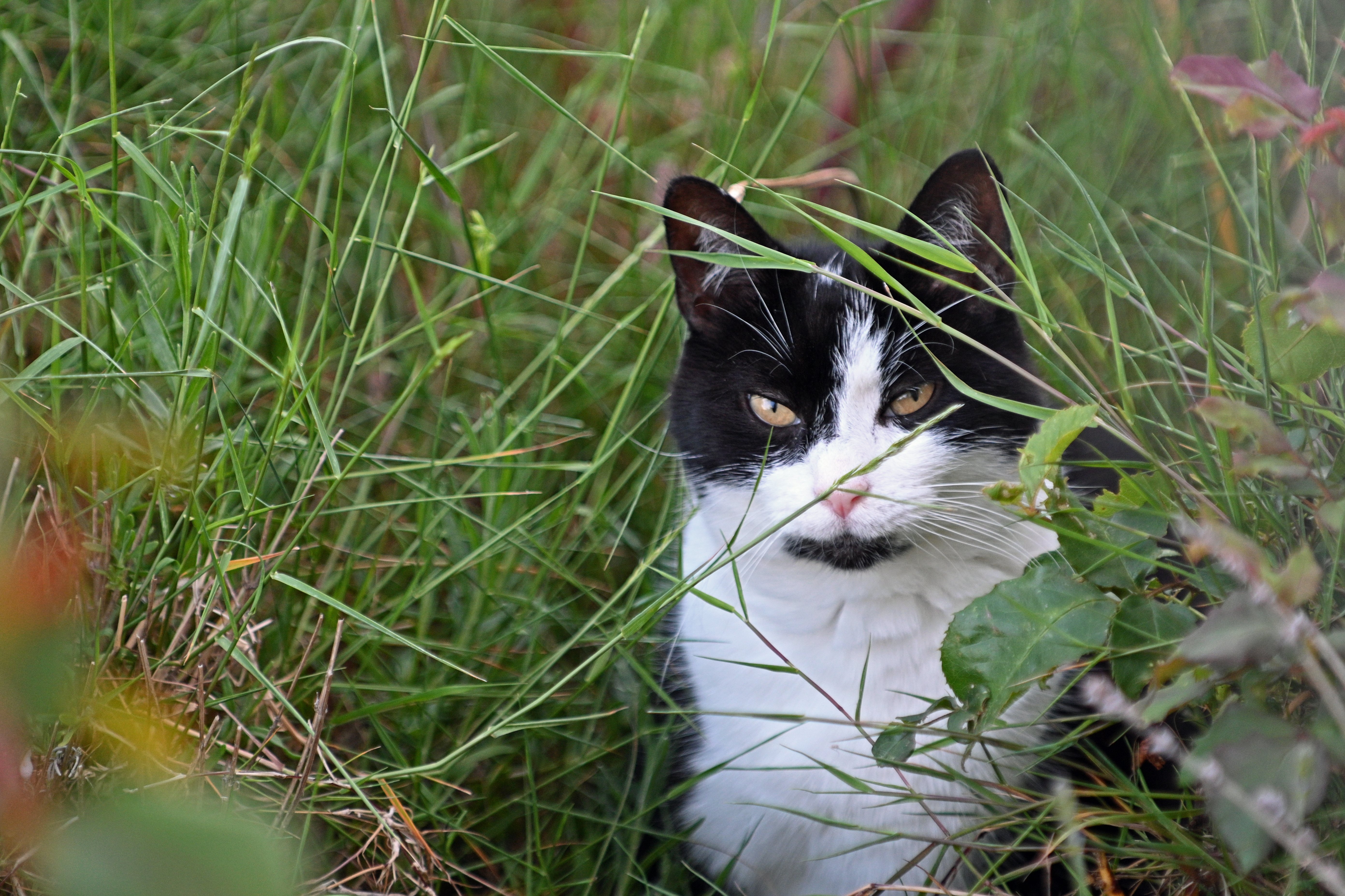 Jungle Cat.jpg