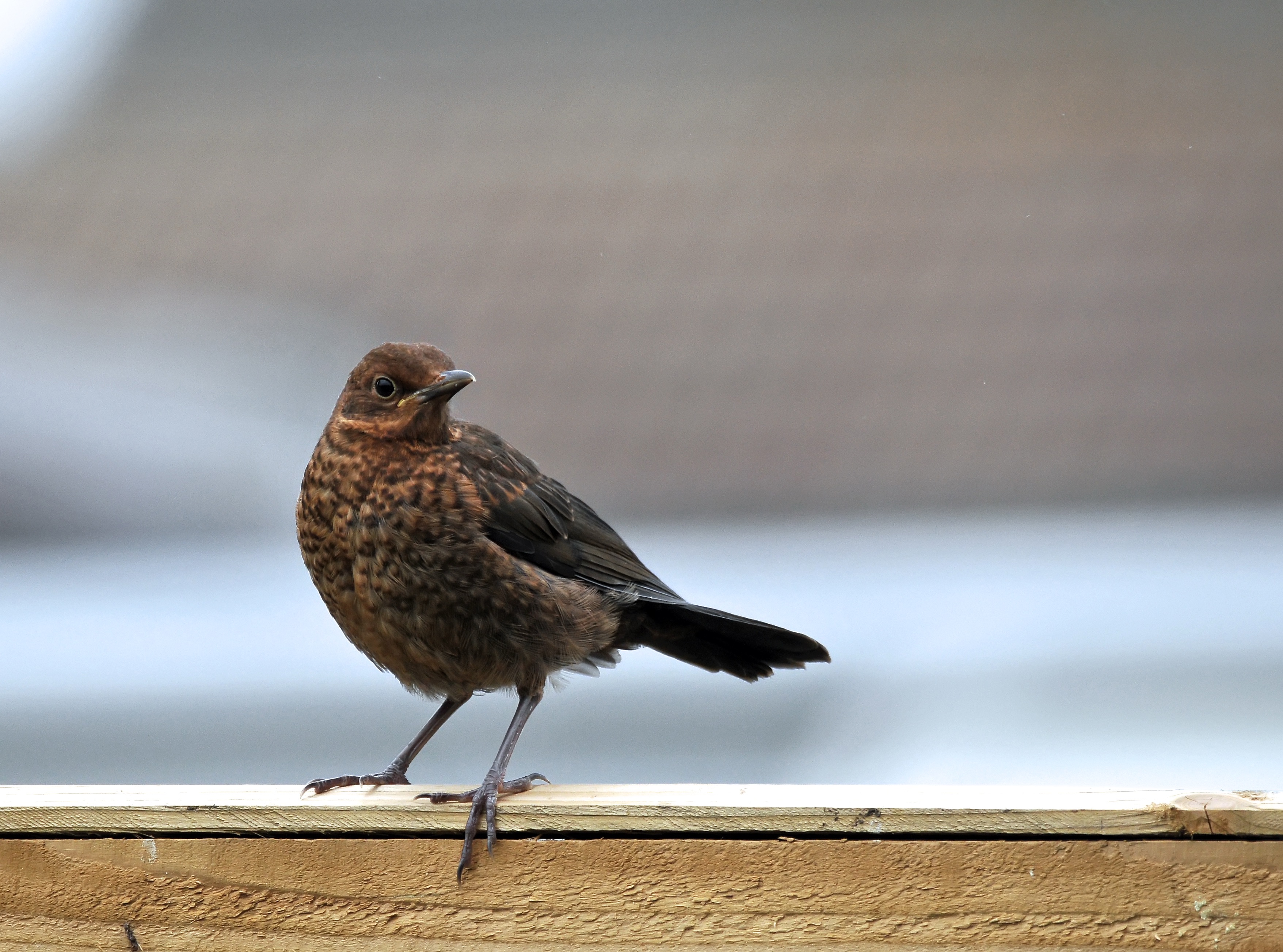 Juvenile Blackbird.jpeg