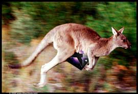 Kangaroo.jpg
