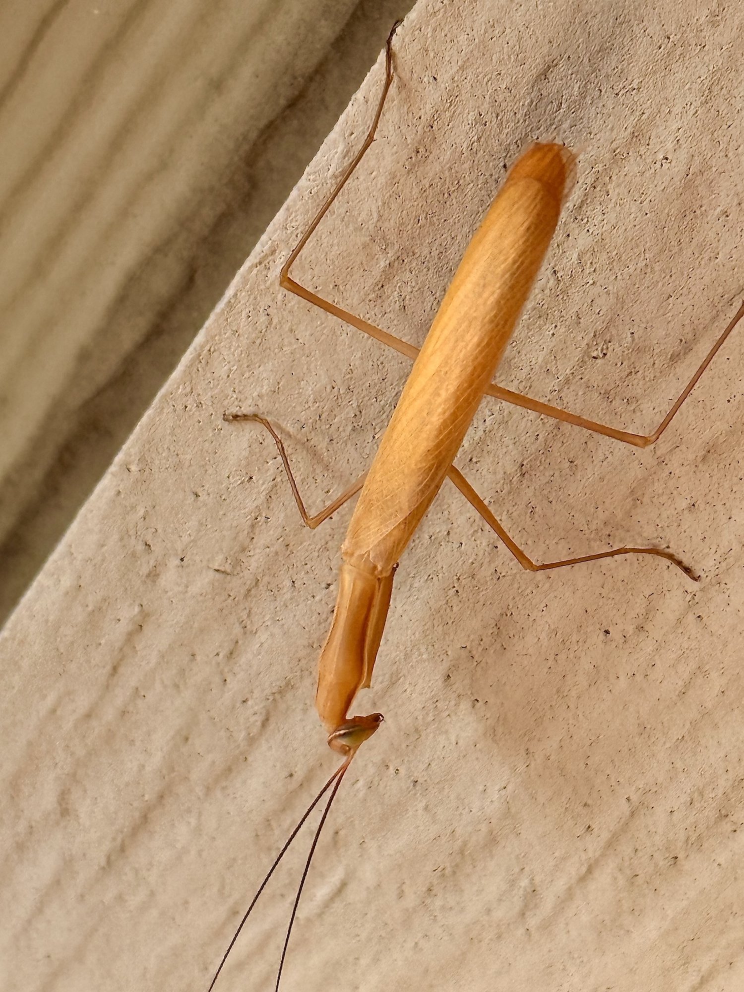 katydid - 1.jpeg