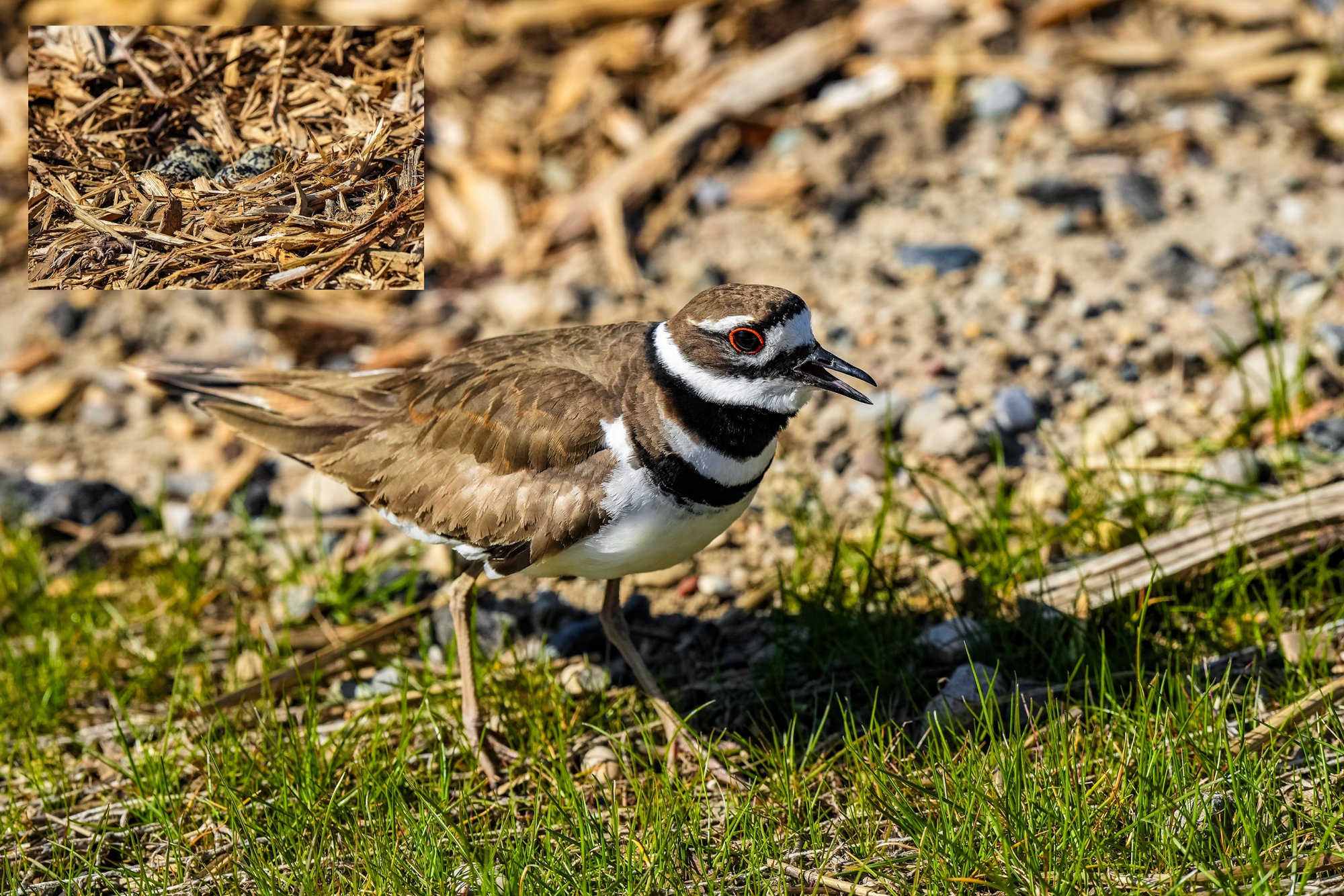 killdeer-protecting-the-nest-0001web.jpg