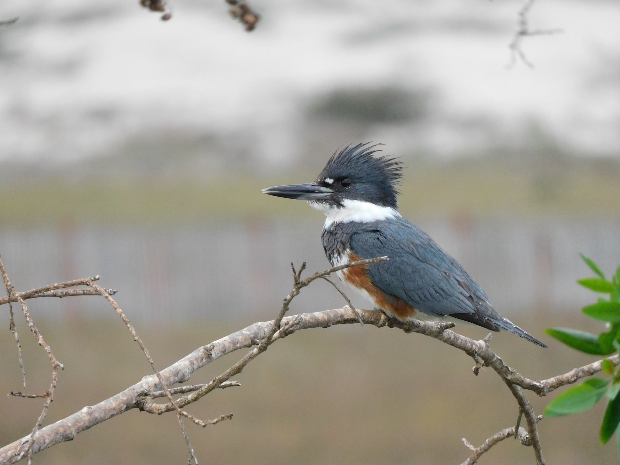 kingfisher 4.jpeg