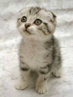kittah.jpg