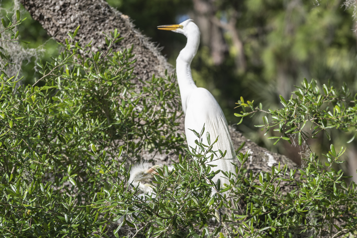 Kraft Azealia Gardens-1500px-5.JPG