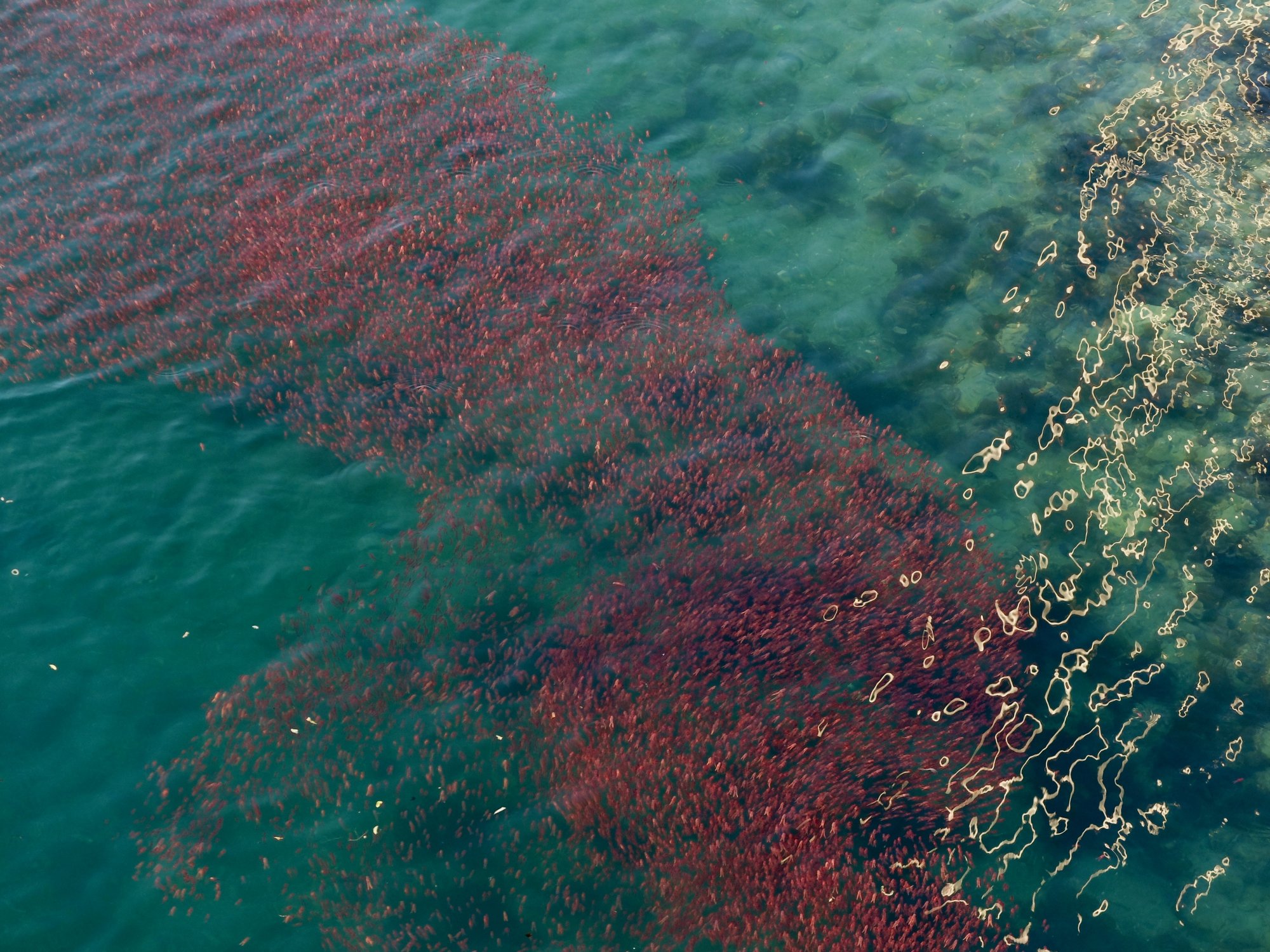 Krill en mass.jpg