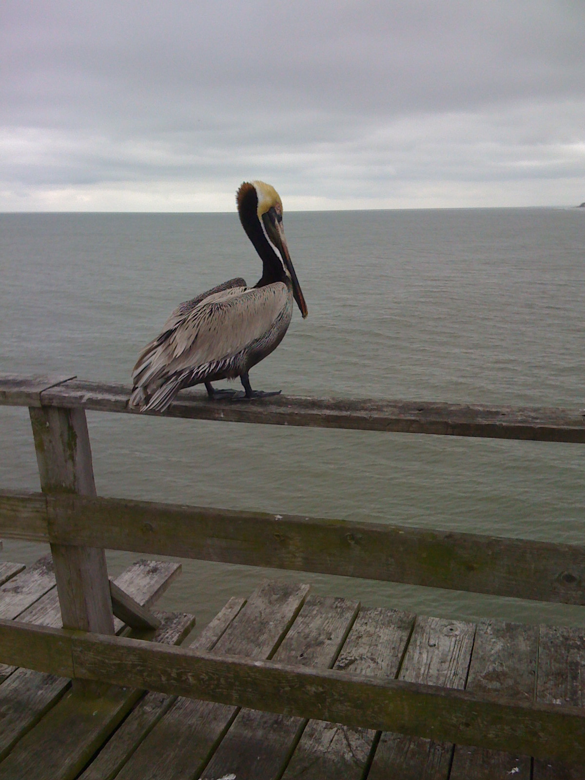 KureBeachPierNC.JPG