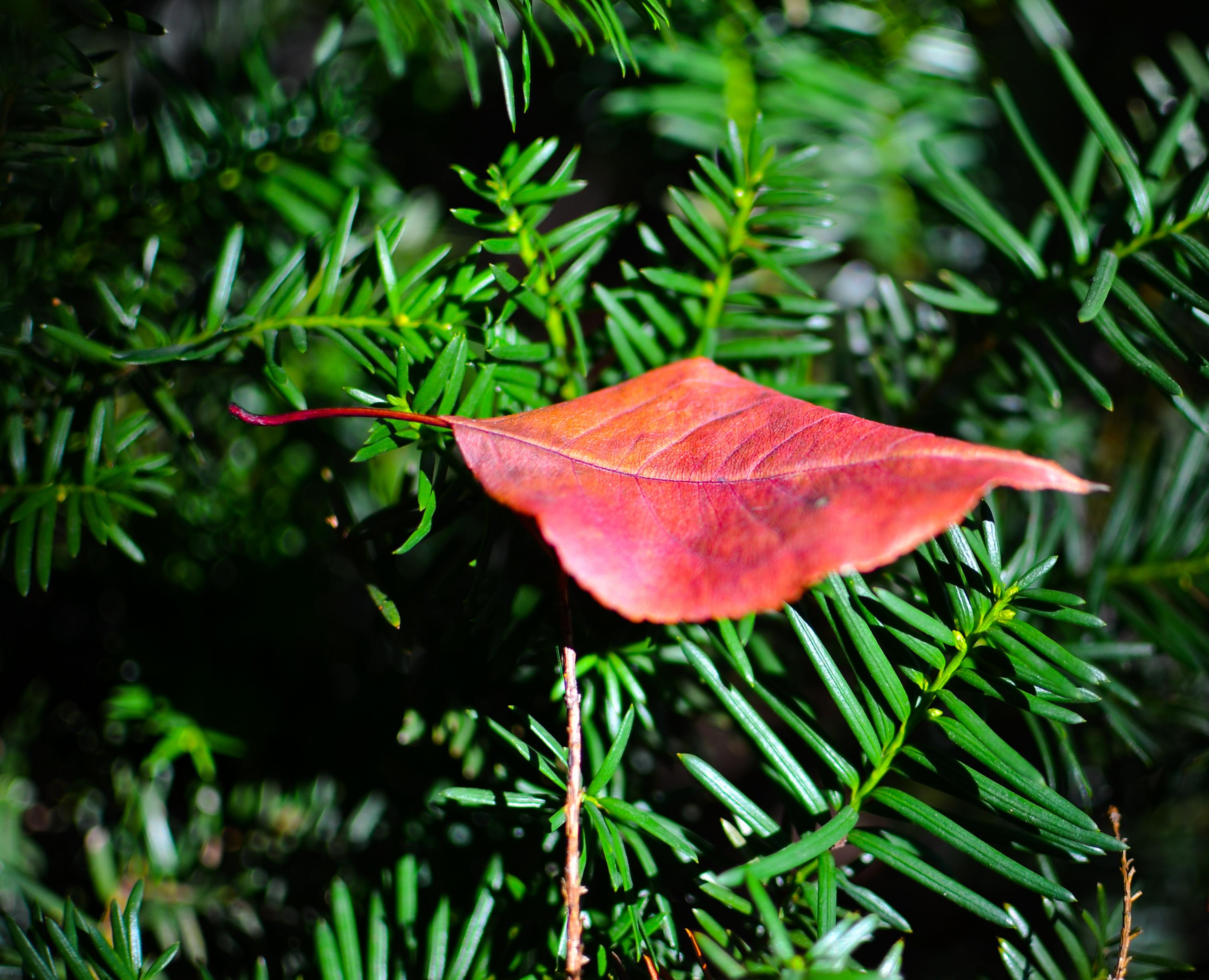Leaf-3724.jpg