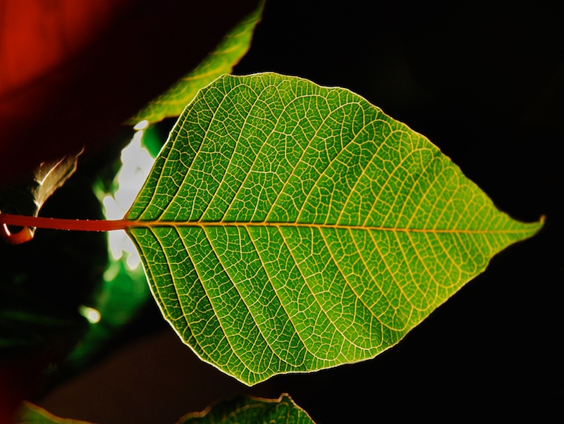 Leaf.jpg