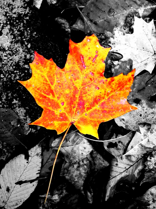 Leaf.jpg