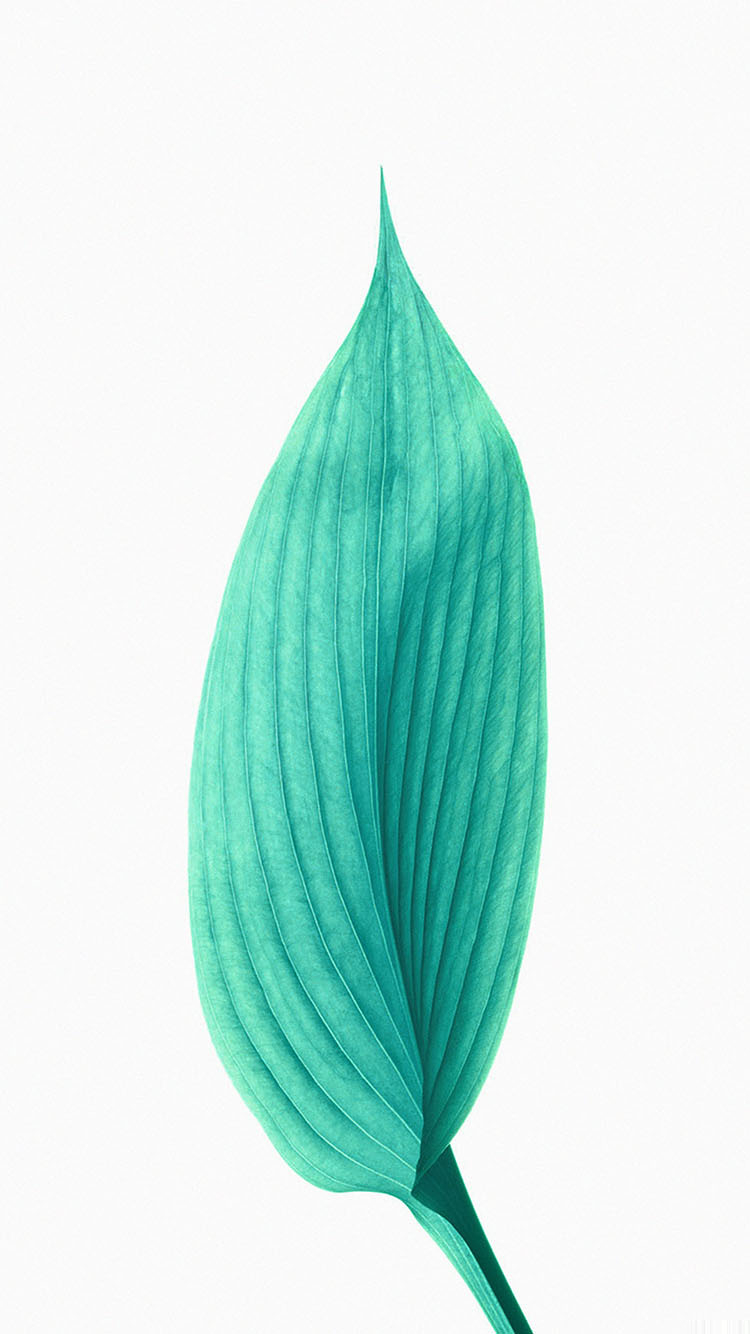 leaf.jpg