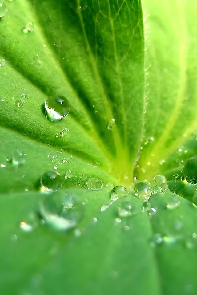Leaf.jpg
