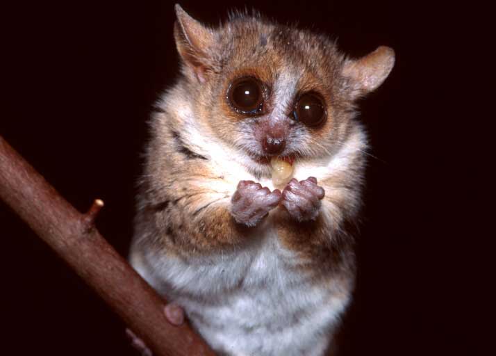 lemur.jpg
