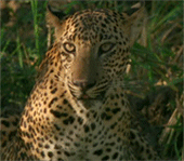 Leopard-170.gif