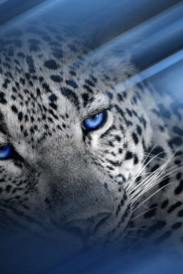 Leopard-iP4.png
