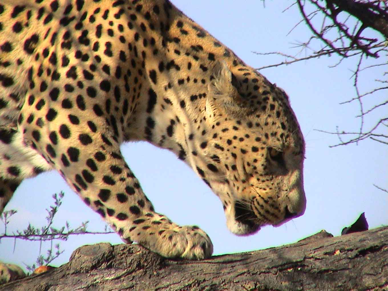 Leopard-Web.jpg