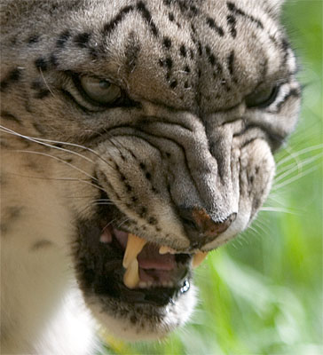 leopard3.jpg.jpeg