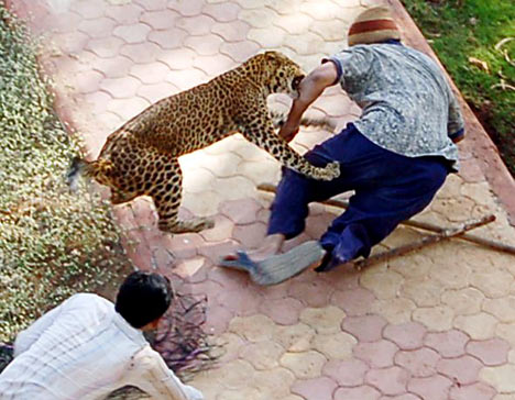 LeopardG_468x364.jpg