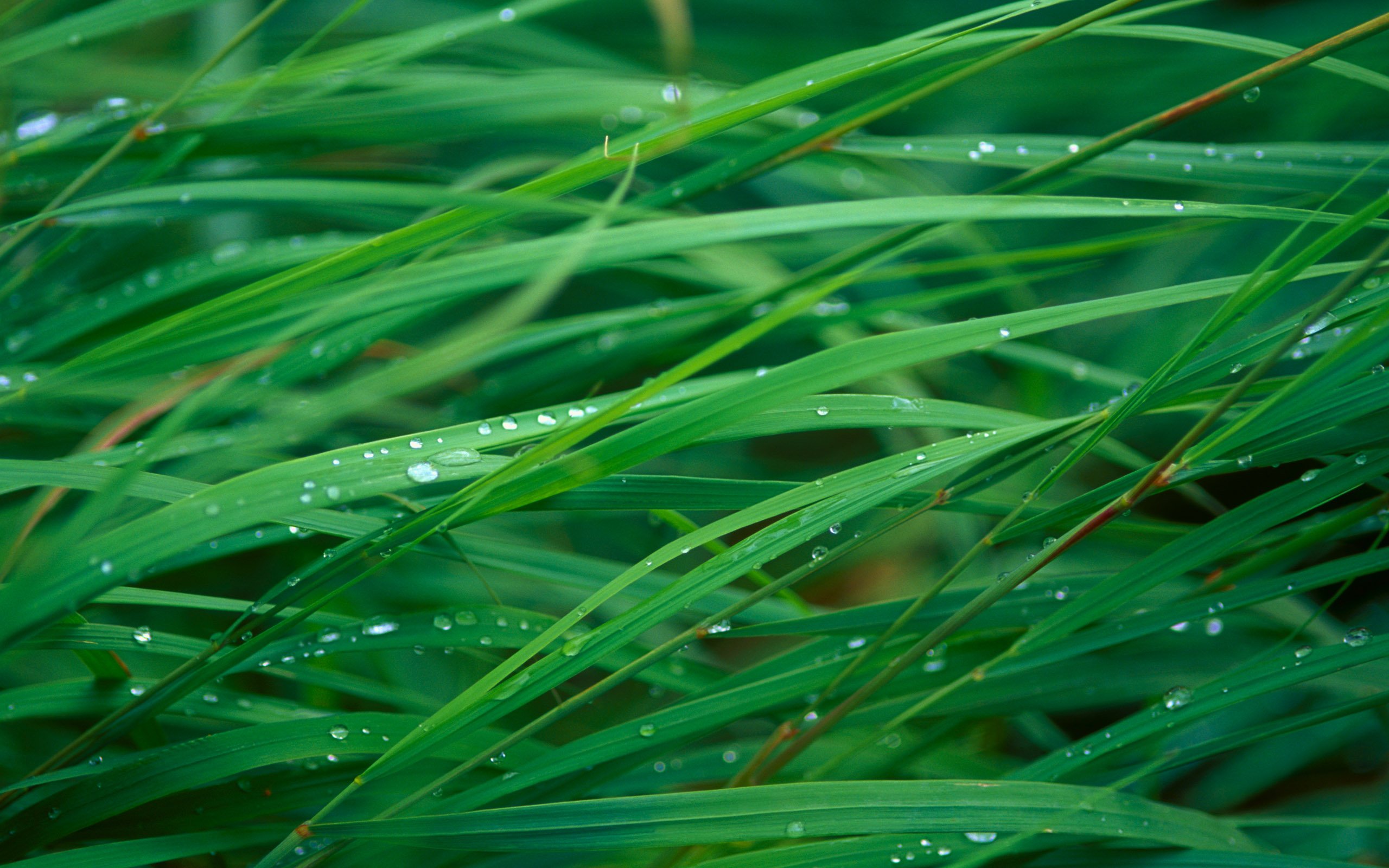 LeopardGrass.jpg