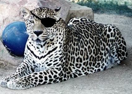 leopardMac.jpg