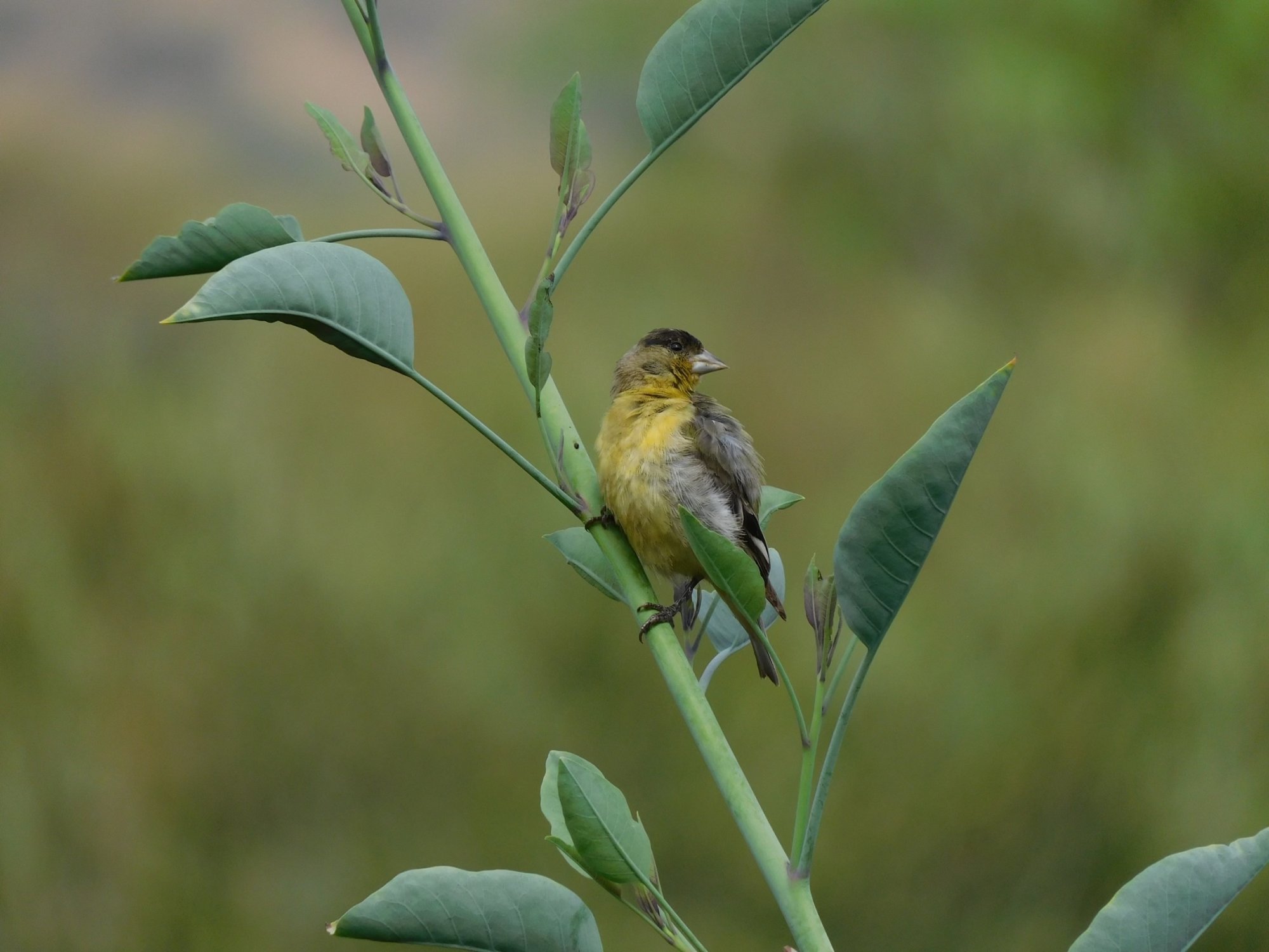lesser goldfinch july2024.jpg