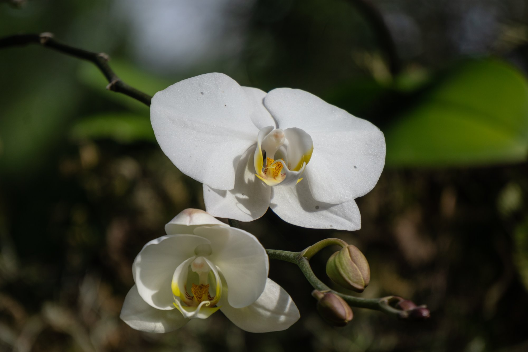 Leu Gardens Nov 2025 - 2500px-4.jpg