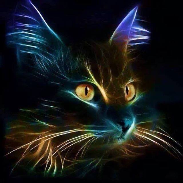 LightUpCat.jpg