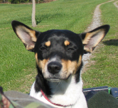 lildog.jpg